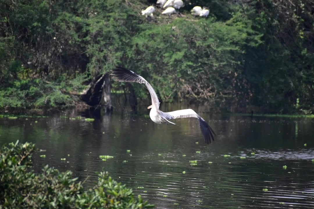 Nelapattu Bird Sanctuary