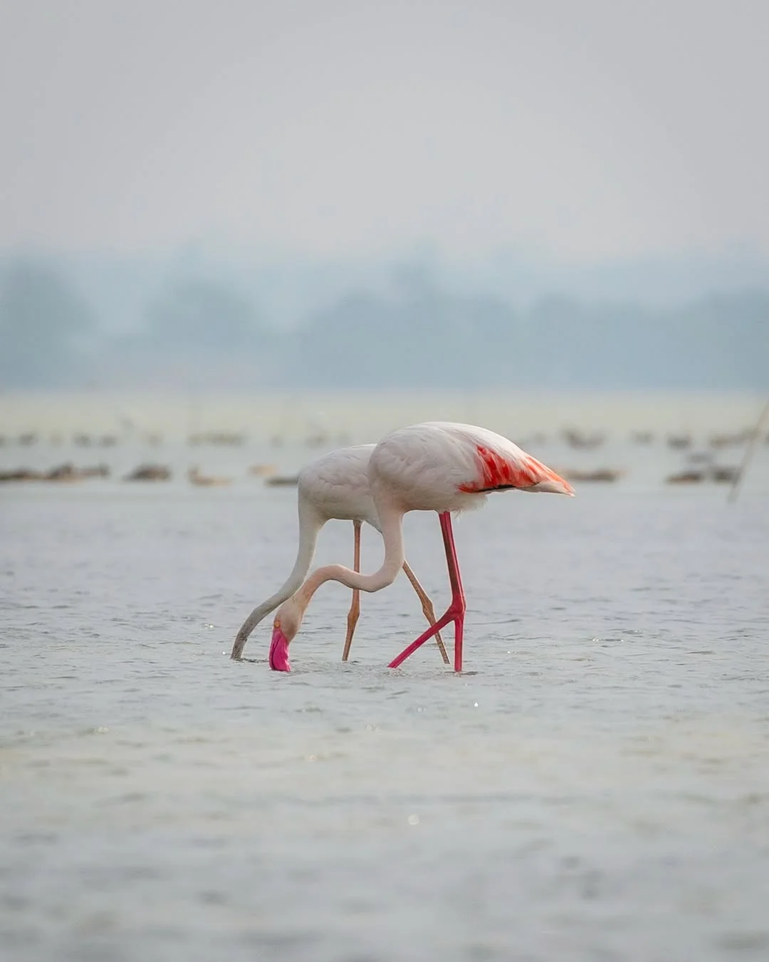 Pulicat Lake