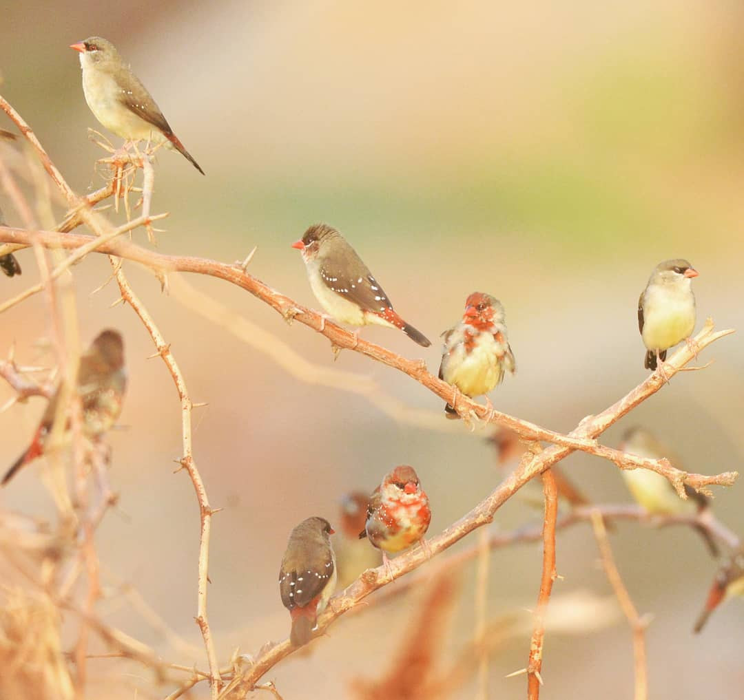 Biodiversity Registers