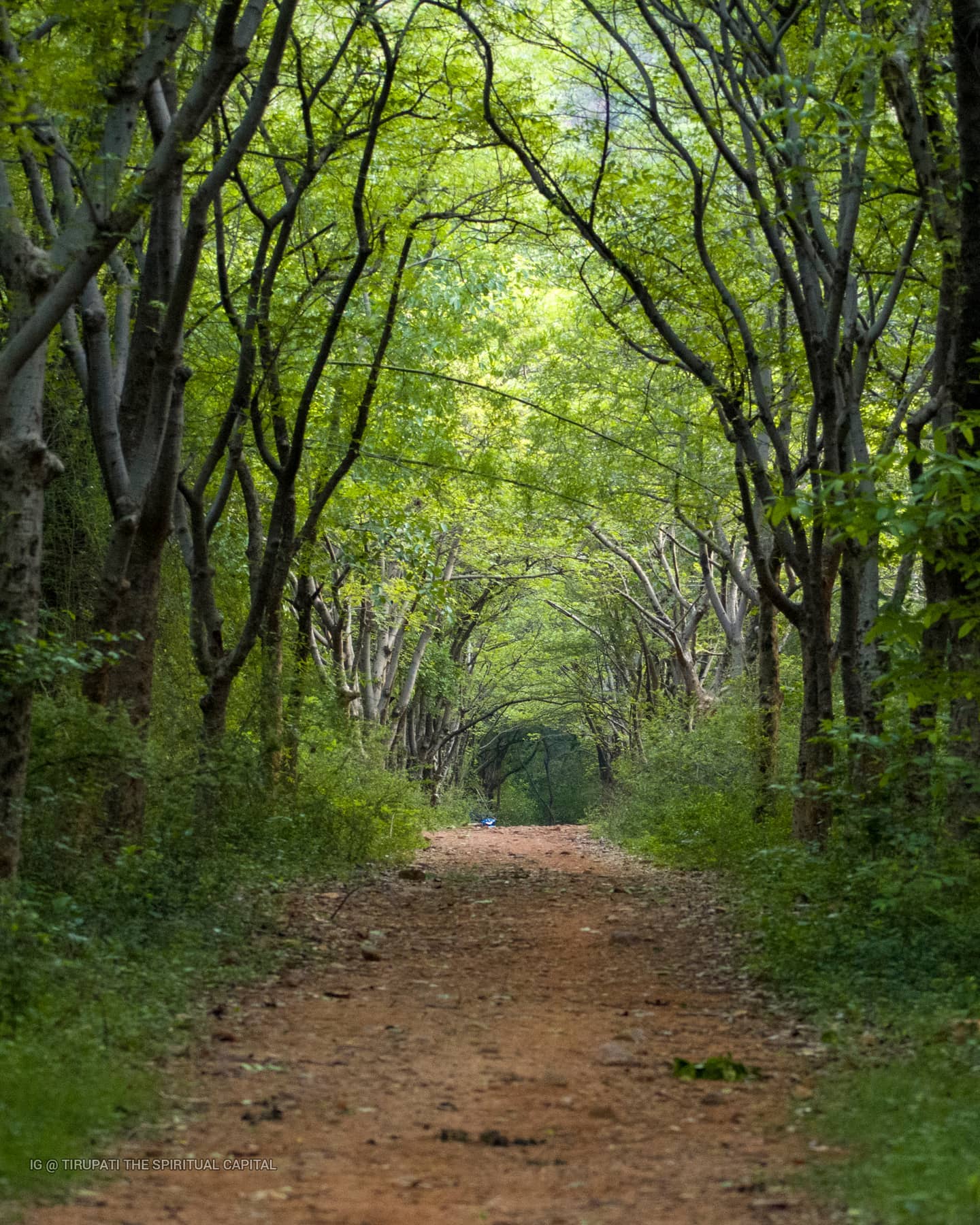 Lush green forest path