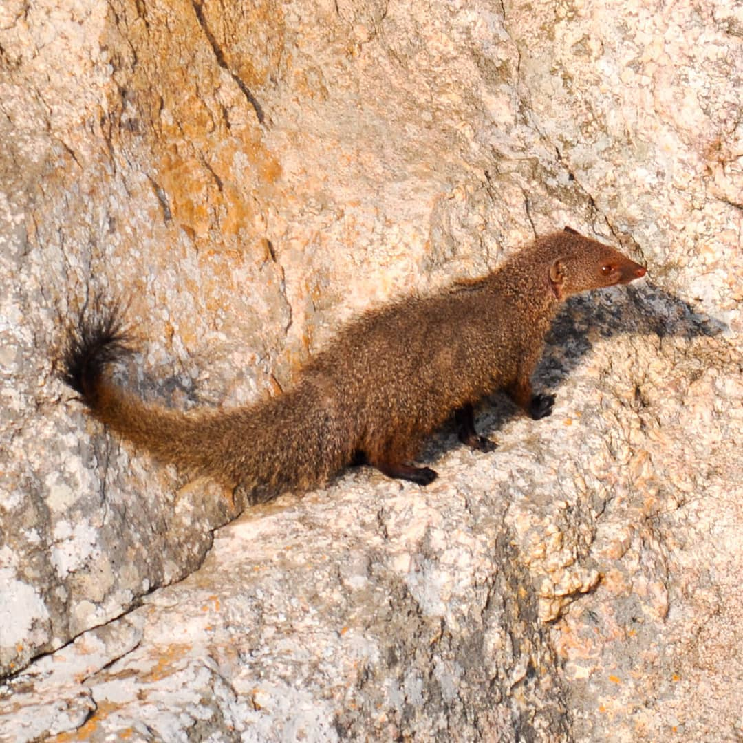 Small Mammal Research