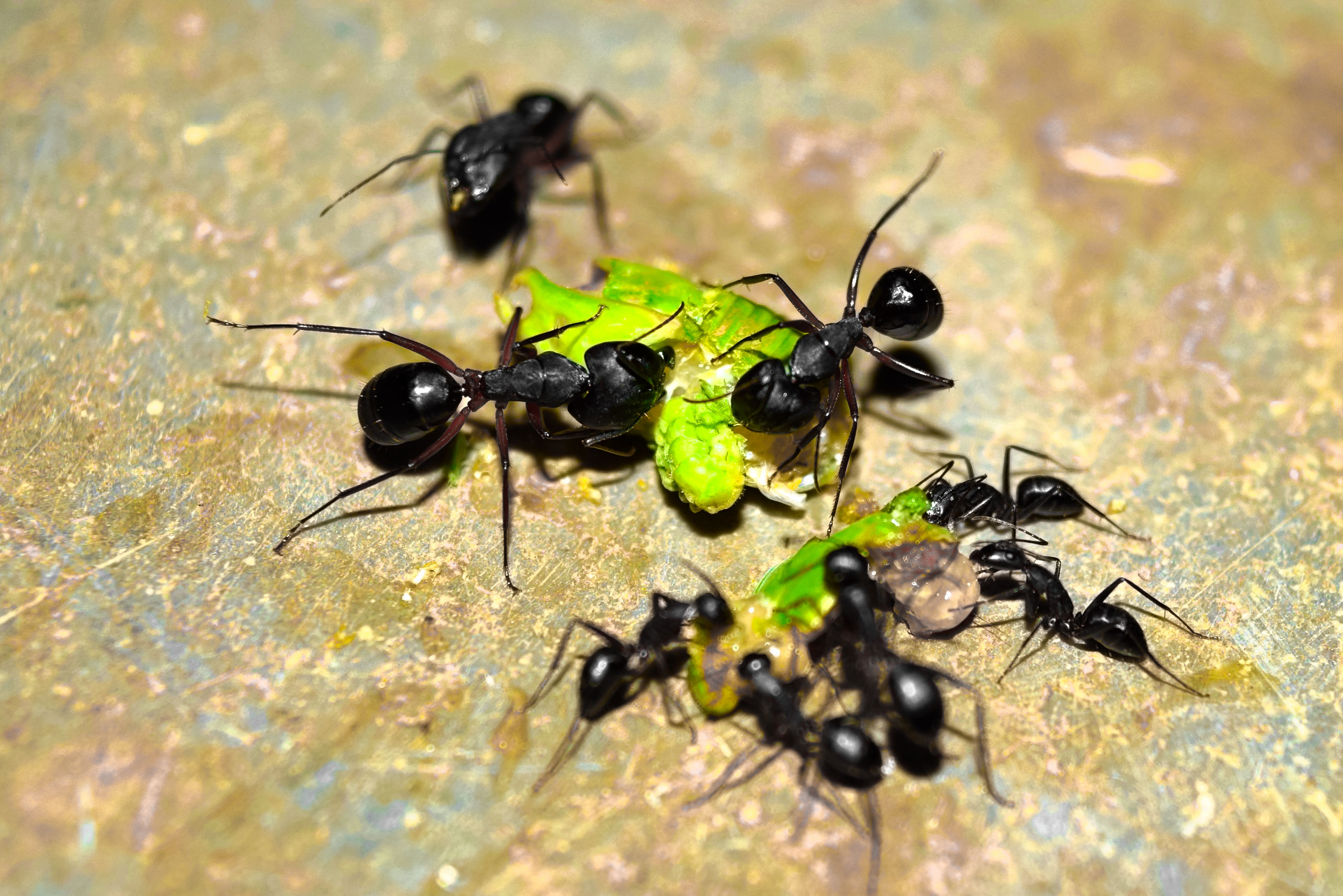 White flower cluster